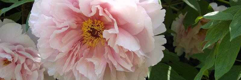 peonia1963's profile banner image