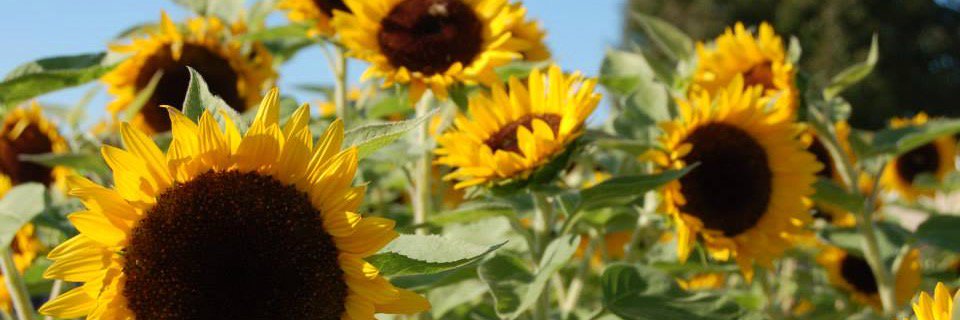 kllewkow's profile banner image