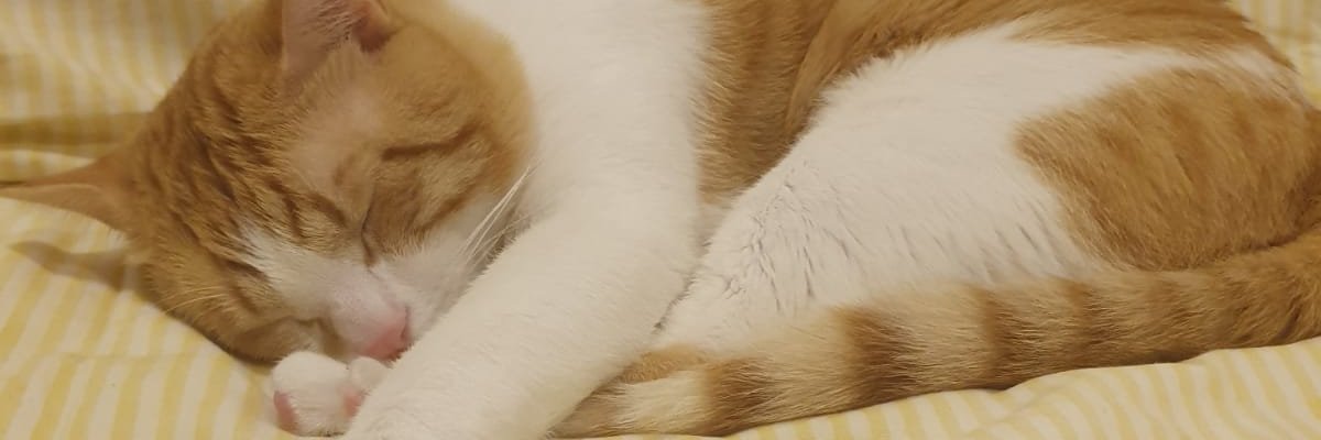 Hollow_Chan's profile banner image