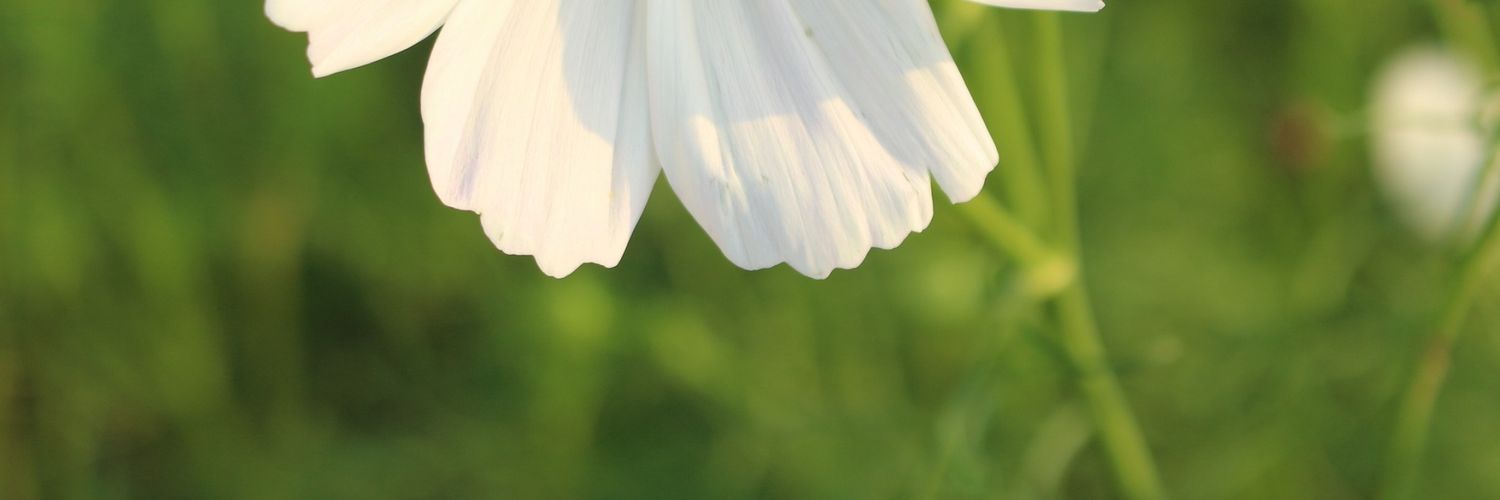 moonoyyyyyyyyy's profile banner image