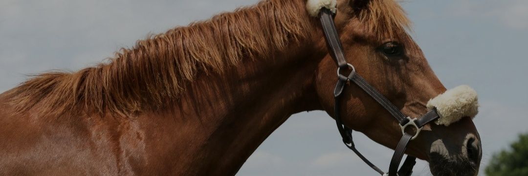 celia_novaro's profile banner image