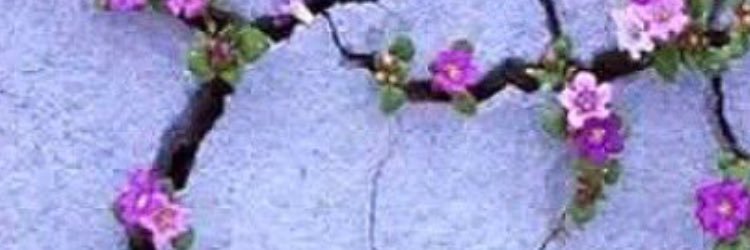 ever_michele_'s profile banner image