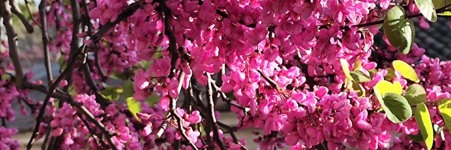 Leticia Sánchez banner