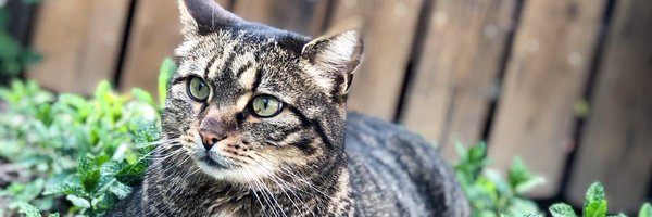 k_sch_Y Profile Banner