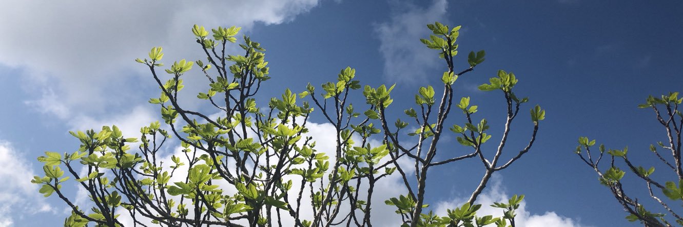 Ronitopons's profile banner image