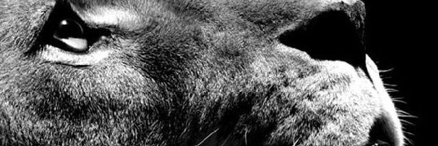 DapsenceMarc's profile banner image