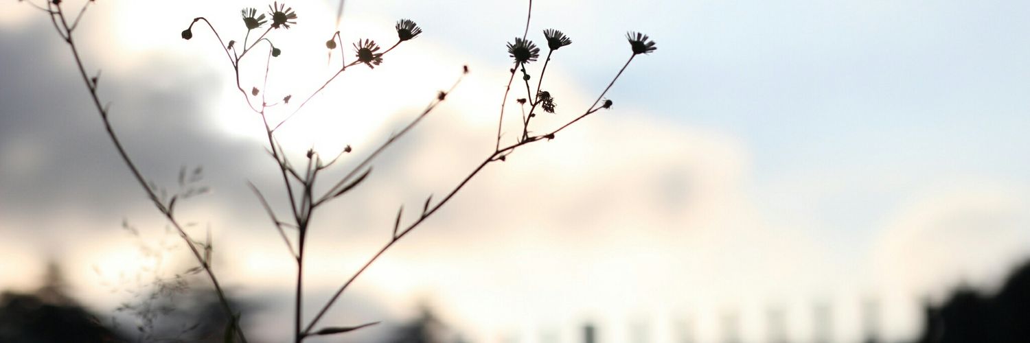 ぴーなっつ banner