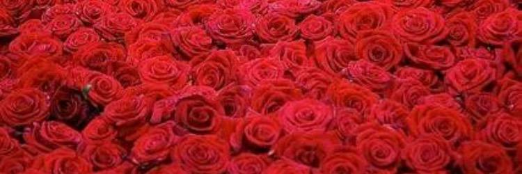 _kaileeRose's profile banner image