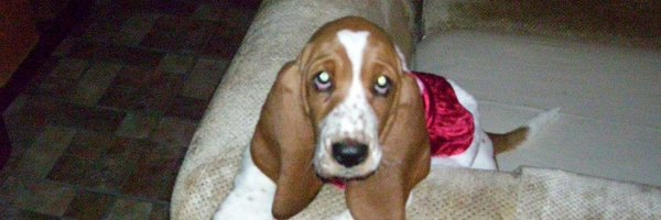 oneconnelly1 Profile Banner