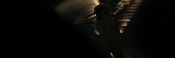 sparrowfilms Profile Banner