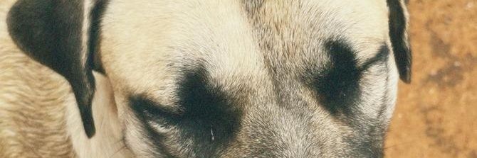 Deedee_FLAPJACK's profile banner image