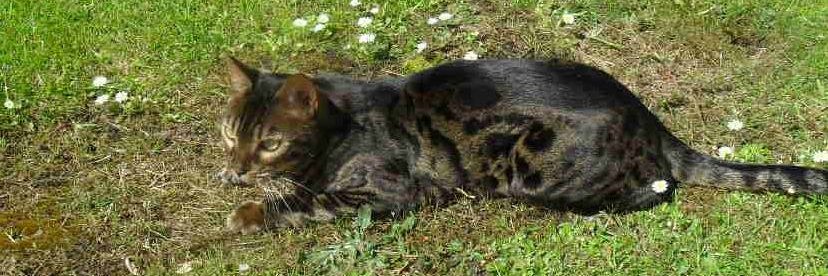 catsinsitu's profile banner image
