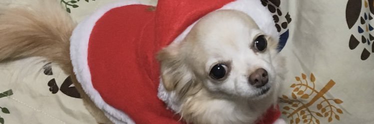 tazimaro's profile banner image