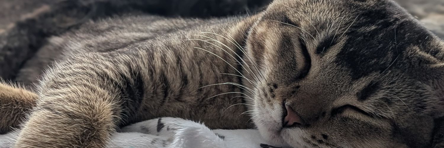 SimpleTwiiist's profile banner image