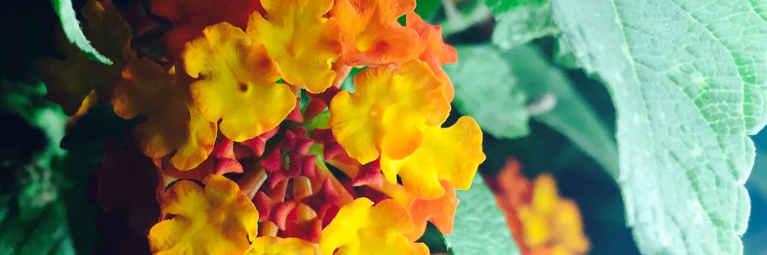 prabhakarlal's profile banner image