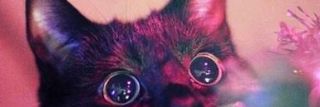 kittylvr2004's profile banner image