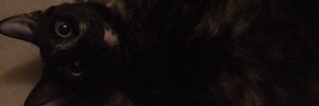 MarissaofTheSea's profile banner image