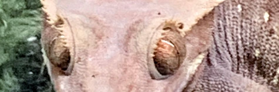 ROLAKI YENDORI banner