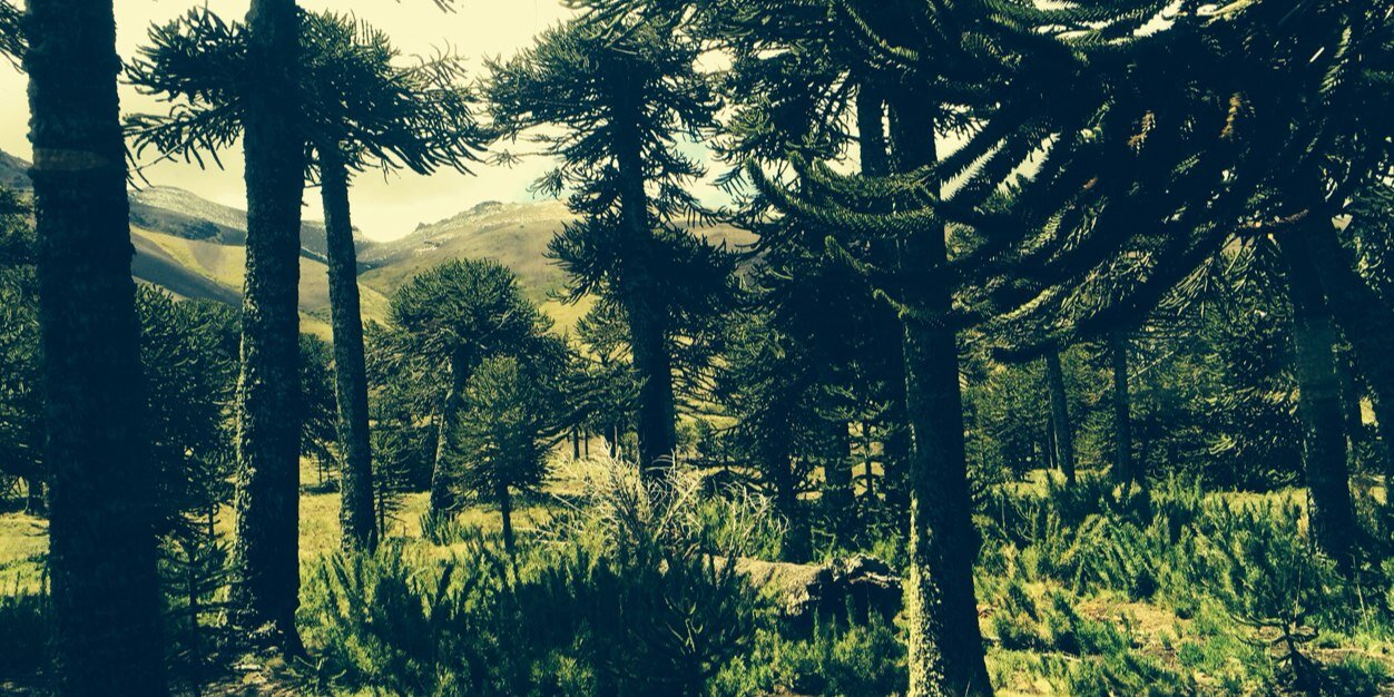 Valentina Durán Medina banner