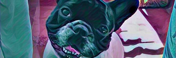 melisarojas4's profile banner image