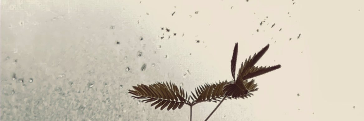 josue_peca's profile banner image