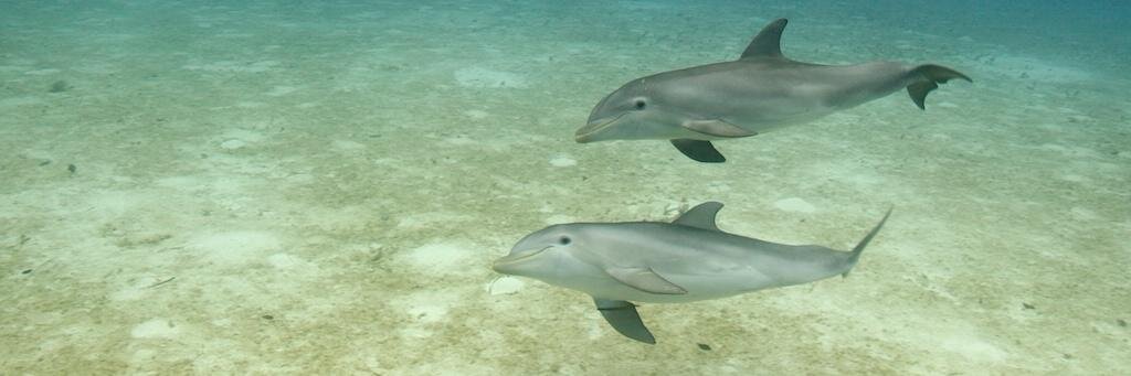 clicks n' whistles banner