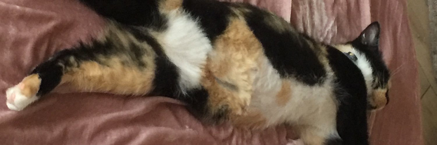 SofiCruz6's profile banner image