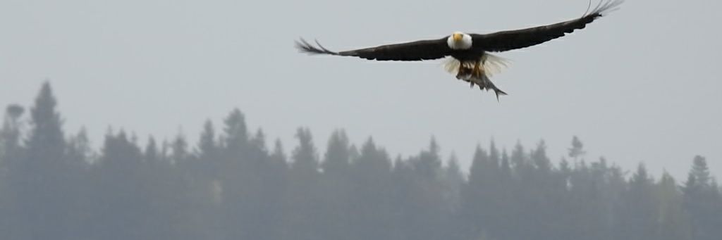 roystonrocket banner