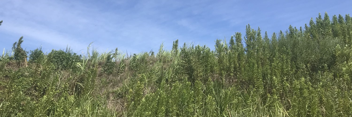 かいちょん banner