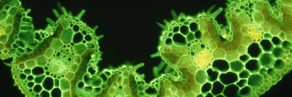 Thelightmicros's profile banner image