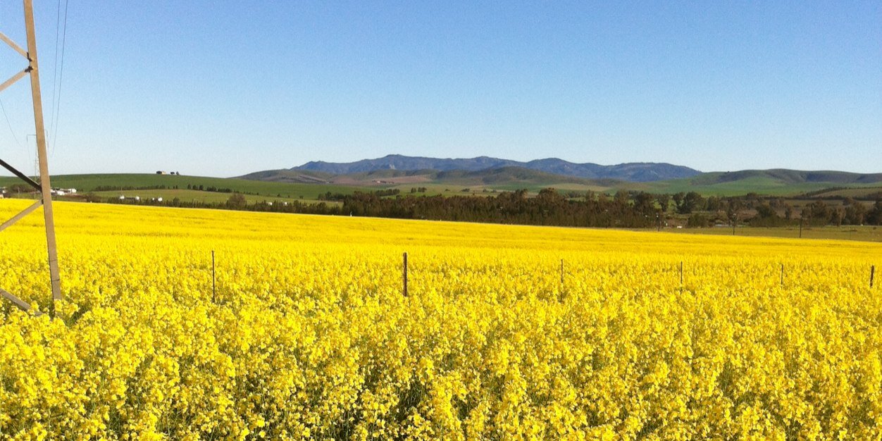 Mike El Jefe Coert banner