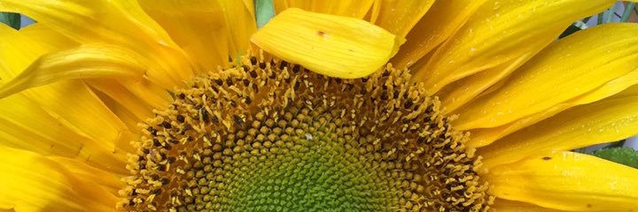 dandelion banner