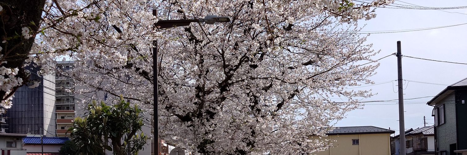 白かなぶん⊿ banner