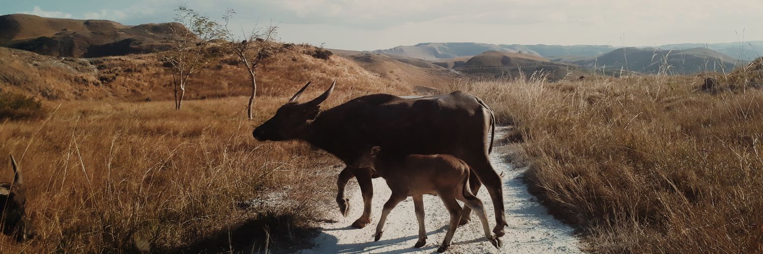 linset🇵🇸 banner