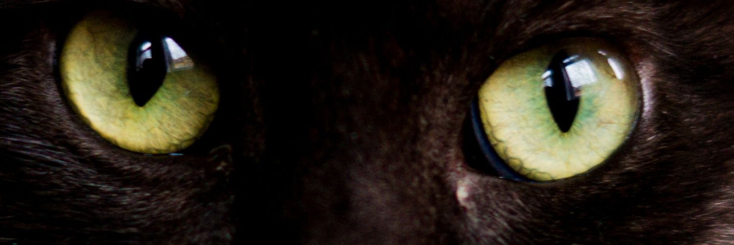 Lionel C. Bendtner 📸 banner