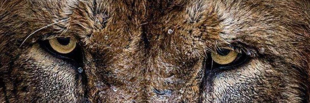 olesankei's profile banner image