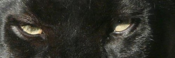 mosaffari98 Profile Banner