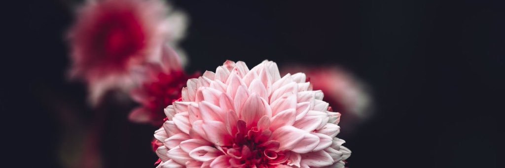 Tom_Collins23's profile banner image
