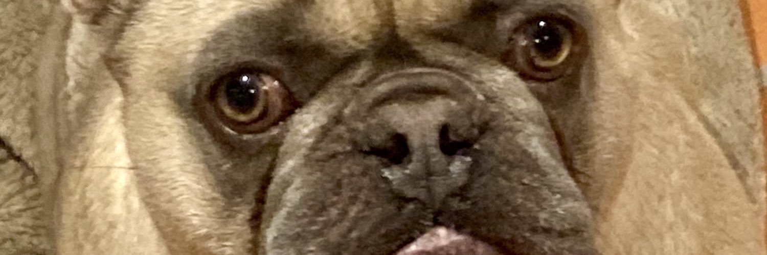HugobearSj's profile banner image