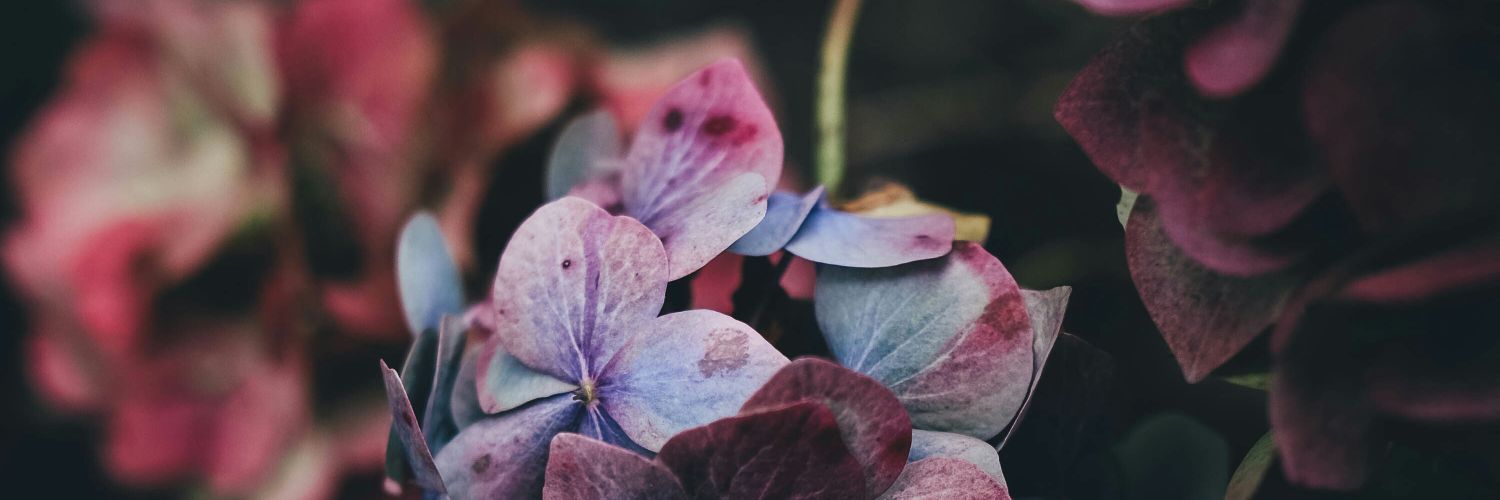 Jadequiapo's profile banner image