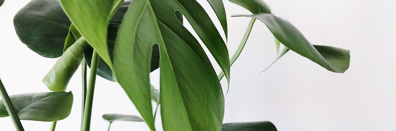 joannehlam's profile banner image