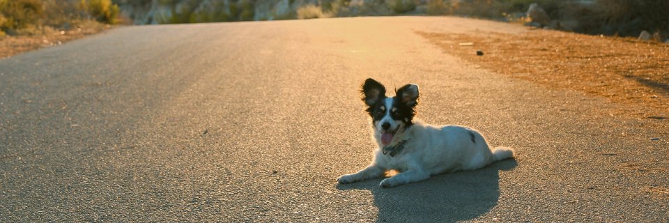 wantspets's profile banner image