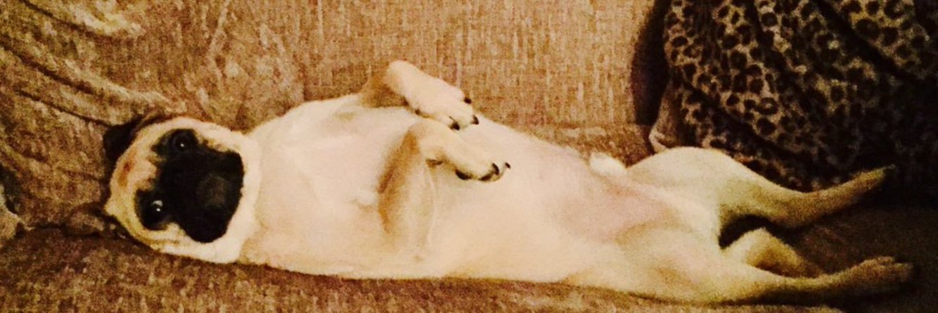 ohthatpooch's profile banner image