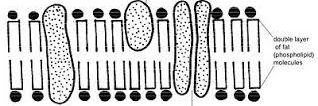 membraneperiod2's profile banner image