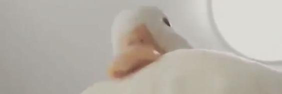 TheDocDuck's profile banner image
