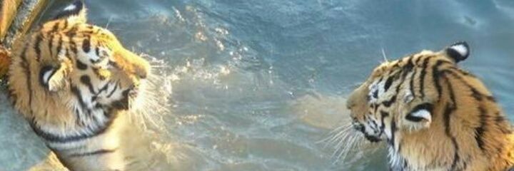 Sp0iiler's profile banner image
