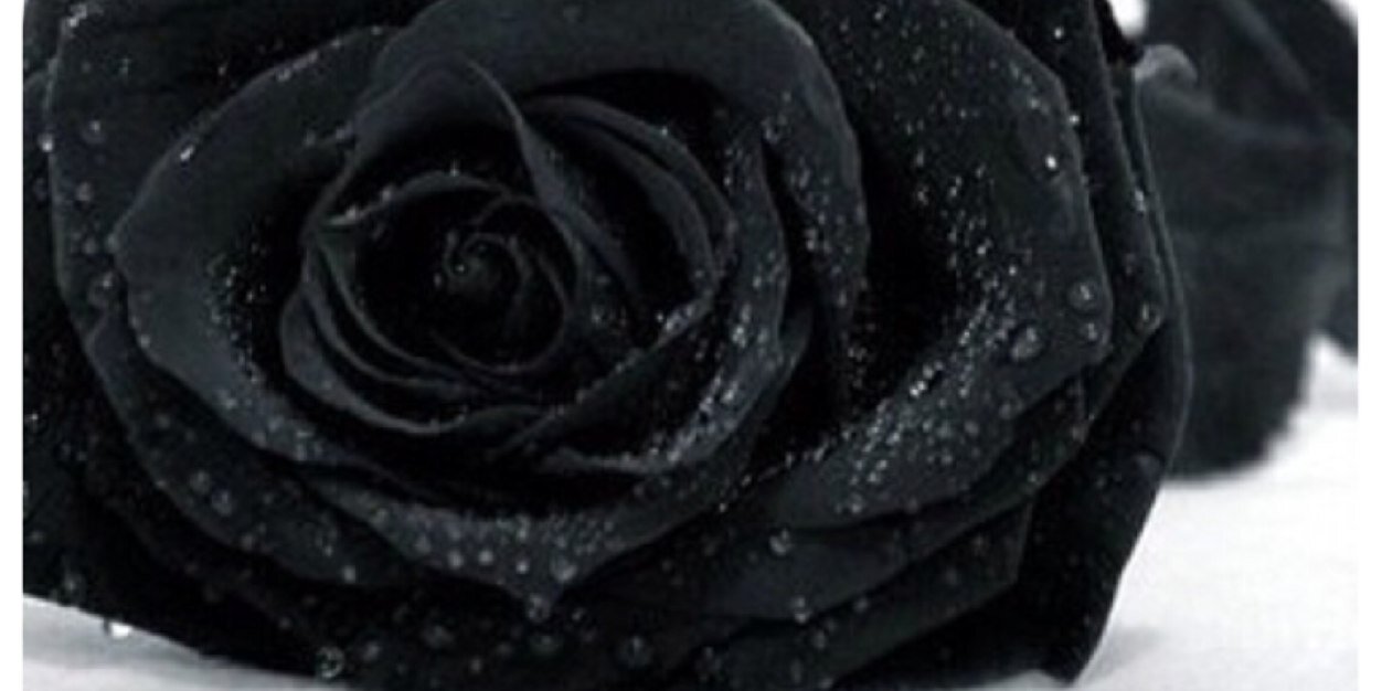 Zooguzz's profile banner image
