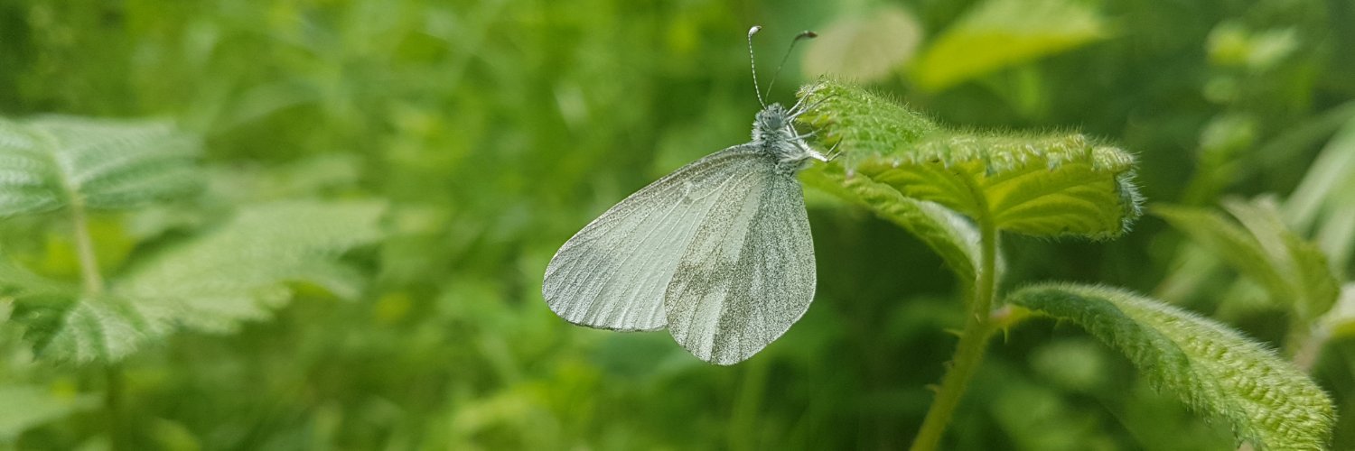 Chris Corrigan banner