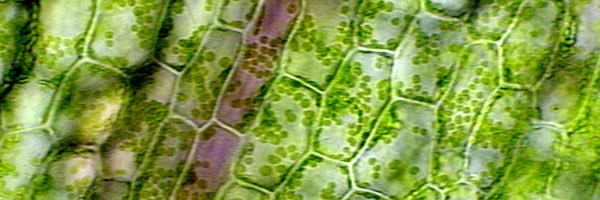 2ndchloroplast's profile banner image