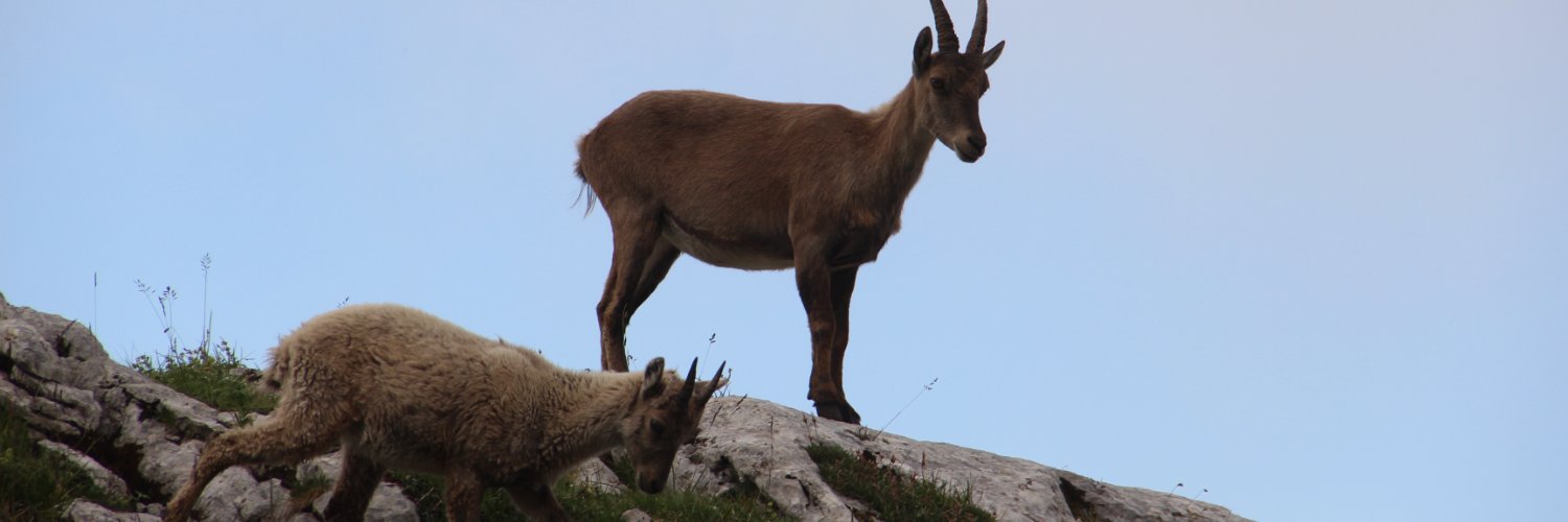 MtCook's profile banner image